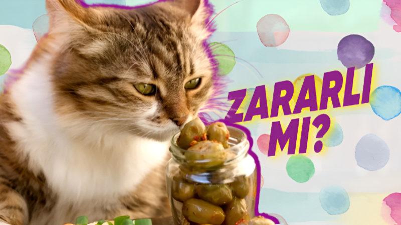 Kediler Etçil Olmalarına Rağmen Zeytine Neden Deli Oluyorlar? (Bir Gün de Tuhaf Davranmayın be...)