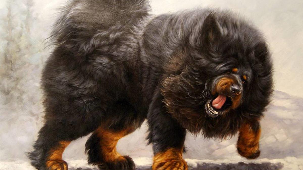 Aldanmayın O Heybetli Görünüşlerine: İçlerinde Sevimli Bir Sadık Dost Yatan Tibet Mastifi Hakkında 10 Gerçek