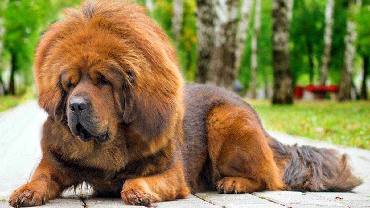 Aldanmayın O Heybetli Görünüşlerine: İçlerinde Sevimli Bir Sadık Dost Yatan Tibet Mastifi Hakkında 10 Gerçek