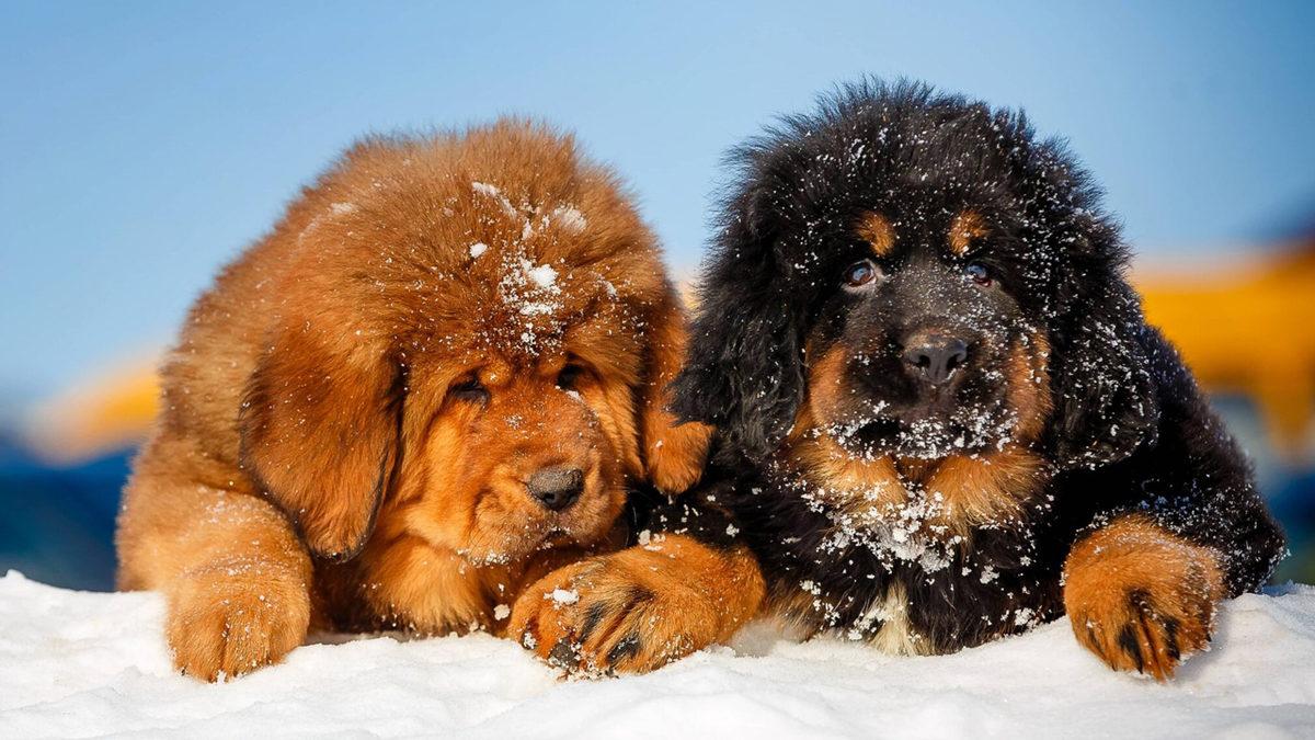 Aldanmayın O Heybetli Görünüşlerine: İçlerinde Sevimli Bir Sadık Dost Yatan Tibet Mastifi Hakkında 10 Gerçek