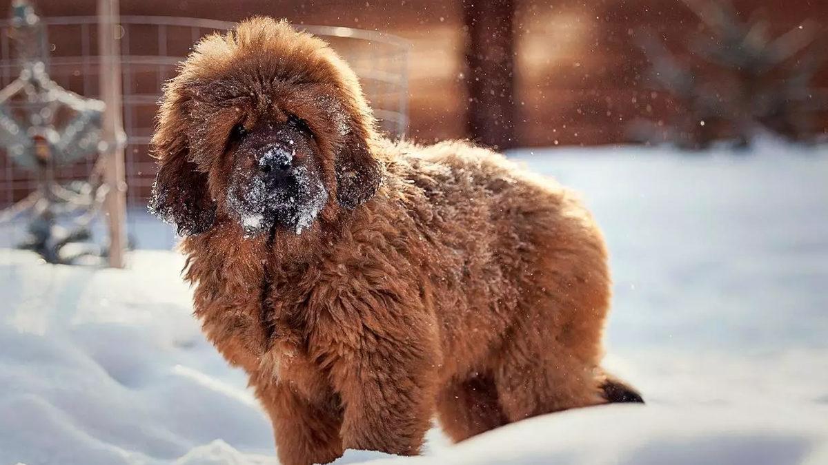 Aldanmayın O Heybetli Görünüşlerine: İçlerinde Sevimli Bir Sadık Dost Yatan Tibet Mastifi Hakkında 10 Gerçek