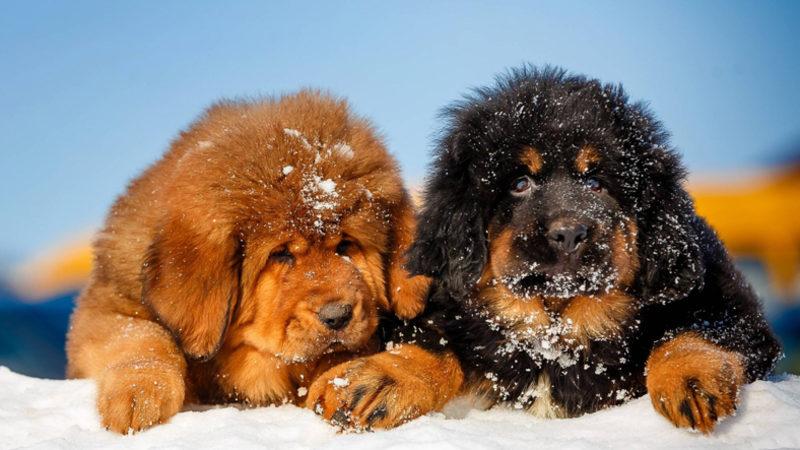 Aldanmayın O Heybetli Görünüşlerine: İçlerinde Sevimli Bir Sadık Dost Yatan Tibet Mastifi Hakkında 10 Gerçek