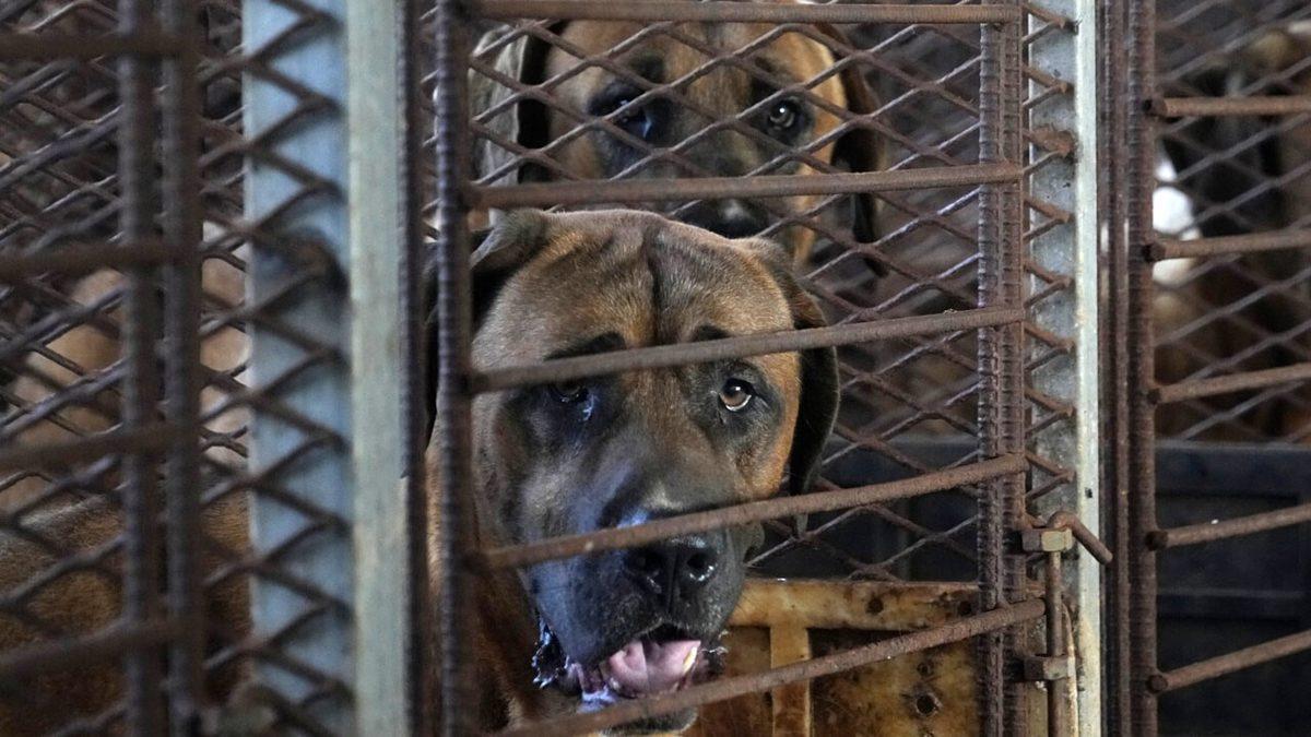 Köpek Eti Yenmesini Güney Kore’de Yasaklayan Çiftin Ayakta Alkışlayacağınız Hikâyesi (Aslında Hiç Sıradan Biri Değiller)