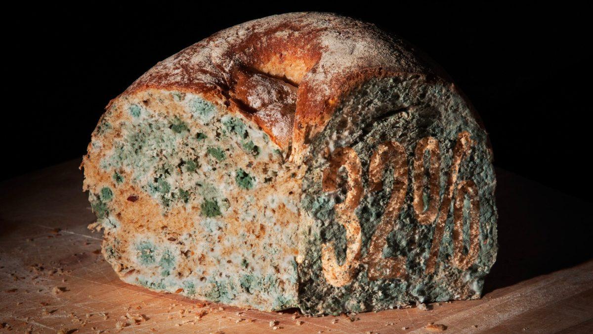 Küflü Ekmek Yemek Zararlıyken Küflü Peynir Yemek Neden Genellikle Zararsızdır?