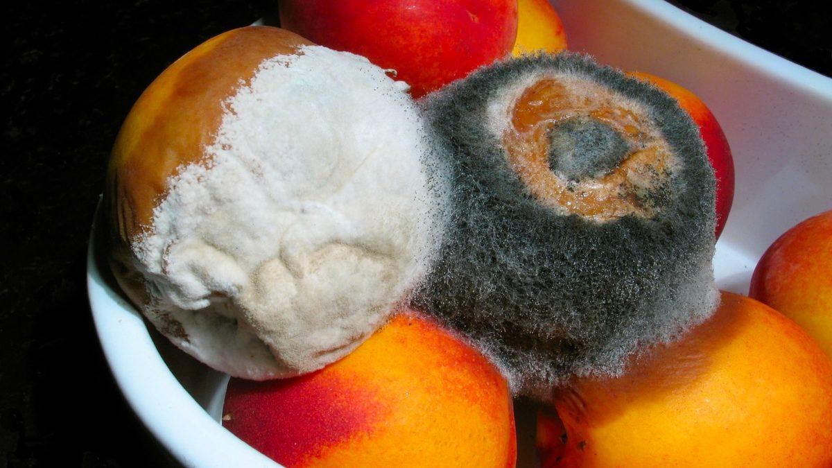 Küflü Ekmek Yemek Zararlıyken Küflü Peynir Yemek Neden Genellikle Zararsızdır?