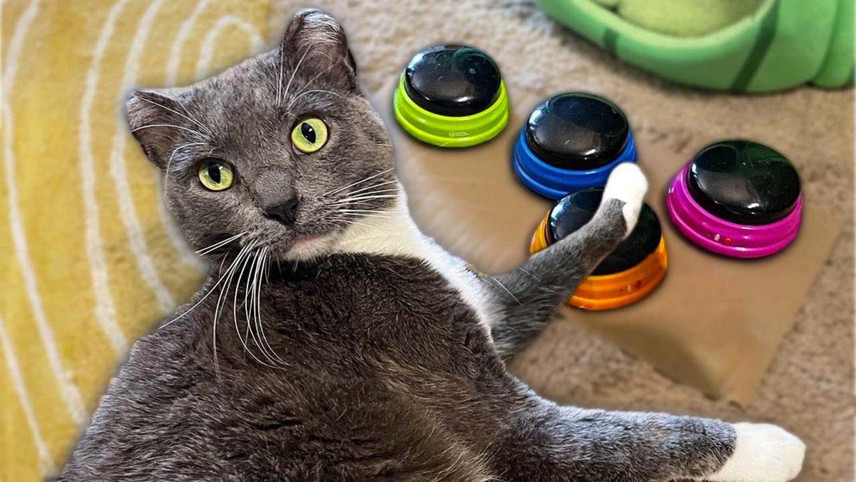 Evcil Hayvanları Âdeta Konuşturan Sesli Komut Butonları, Gerçekten İşe Yarıyor mu?