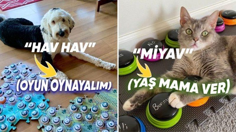 Evcil Hayvanları Âdeta Konuşturan Sesli Komut Butonları, Gerçekten İşe Yarıyor mu?