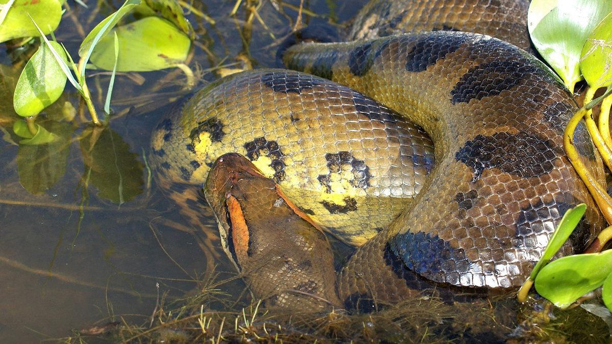 Çiftleşmelerinin Nasıl Olduğunu ve Ne Kadar Sürdüğünü Okuyunca Küçük Dilinizi Yutabilirsiniz: Anakondalar Hakkında 11 Şaşırtıcı Gerçek