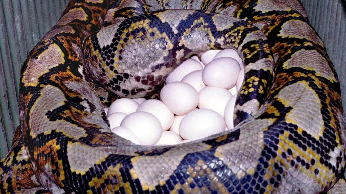 Çiftleşmelerinin Nasıl Olduğunu ve Ne Kadar Sürdüğünü Okuyunca Küçük Dilinizi Yutabilirsiniz: Anakondalar Hakkında 11 Şaşırtıcı Gerçek