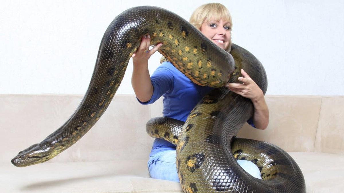 Çiftleşmelerinin Nasıl Olduğunu ve Ne Kadar Sürdüğünü Okuyunca Küçük Dilinizi Yutabilirsiniz: Anakondalar Hakkında 11 Şaşırtıcı Gerçek