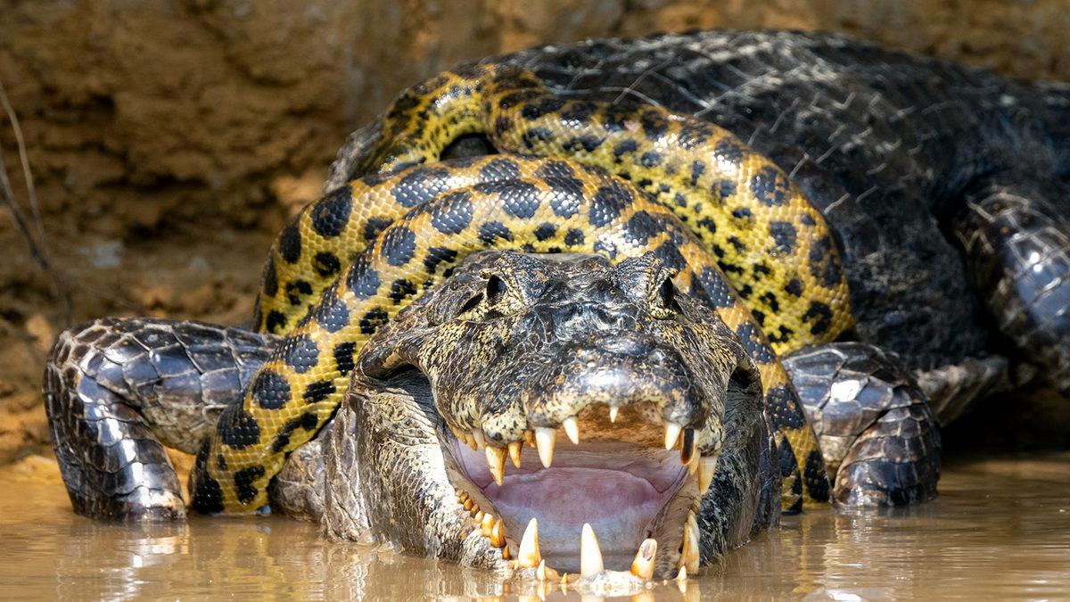 Çiftleşmelerinin Nasıl Olduğunu ve Ne Kadar Sürdüğünü Okuyunca Küçük Dilinizi Yutabilirsiniz: Anakondalar Hakkında 11 Şaşırtıcı Gerçek
