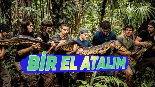 Çiftleşmelerinin Nasıl Olduğunu ve Ne Kadar Sürdüğünü Okuyunca Küçük Dilinizi Yutabilirsiniz: Anakondalar Hakkında 11 Şaşırtıcı Gerçek