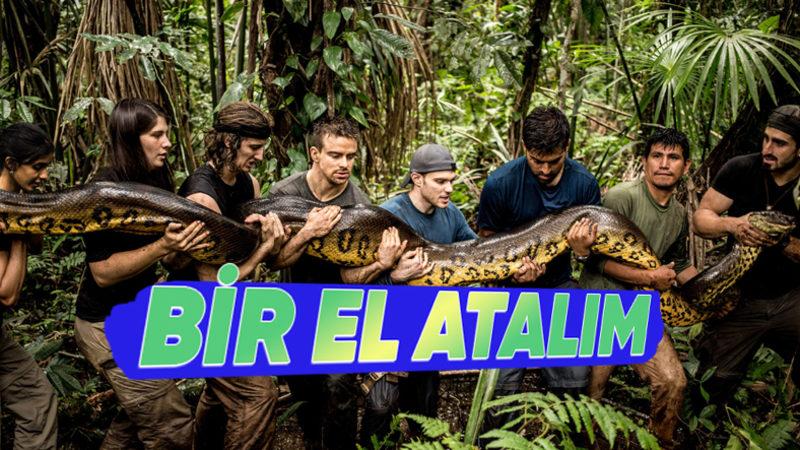 Çiftleşmelerinin Nasıl Olduğunu ve Ne Kadar Sürdüğünü Okuyunca Küçük Dilinizi Yutabilirsiniz: Anakondalar Hakkında 11 Şaşırtıcı Gerçek