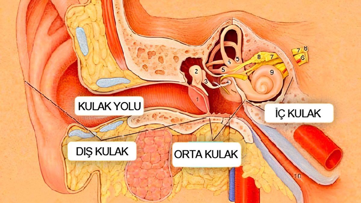 Kulaklığınızı İki Hafta Boyunca Kulağınızdan Çıkarmadığınızda Başınıza İşte Bu Korkunç Şey Gelirdi