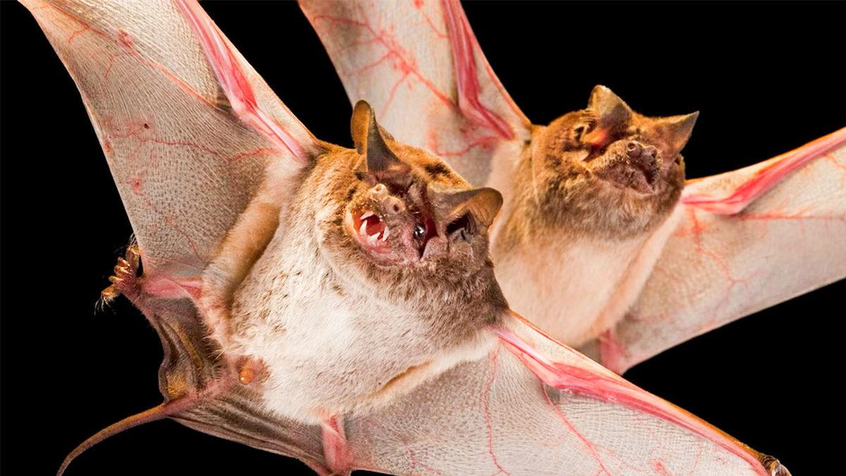 Eğer Meyve Yemek İstiyorsak Yarasalara İhtiyacımız Var: Peki Ama Niye?