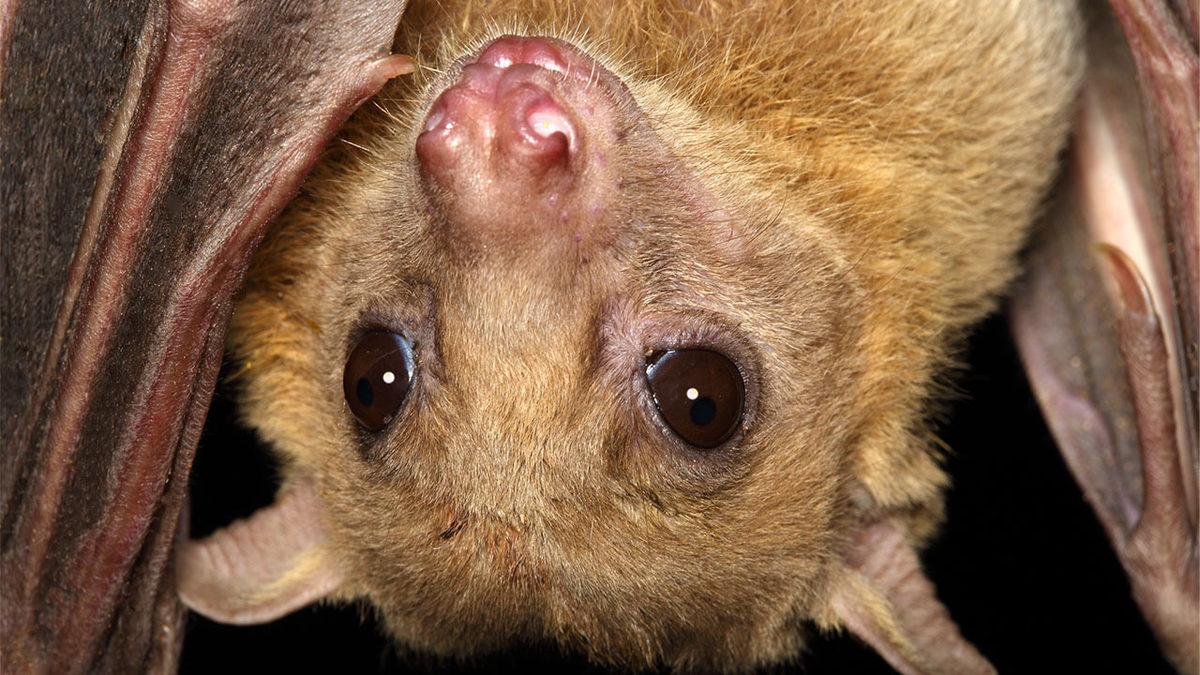 Eğer Meyve Yemek İstiyorsak Yarasalara İhtiyacımız Var: Peki Ama Niye?