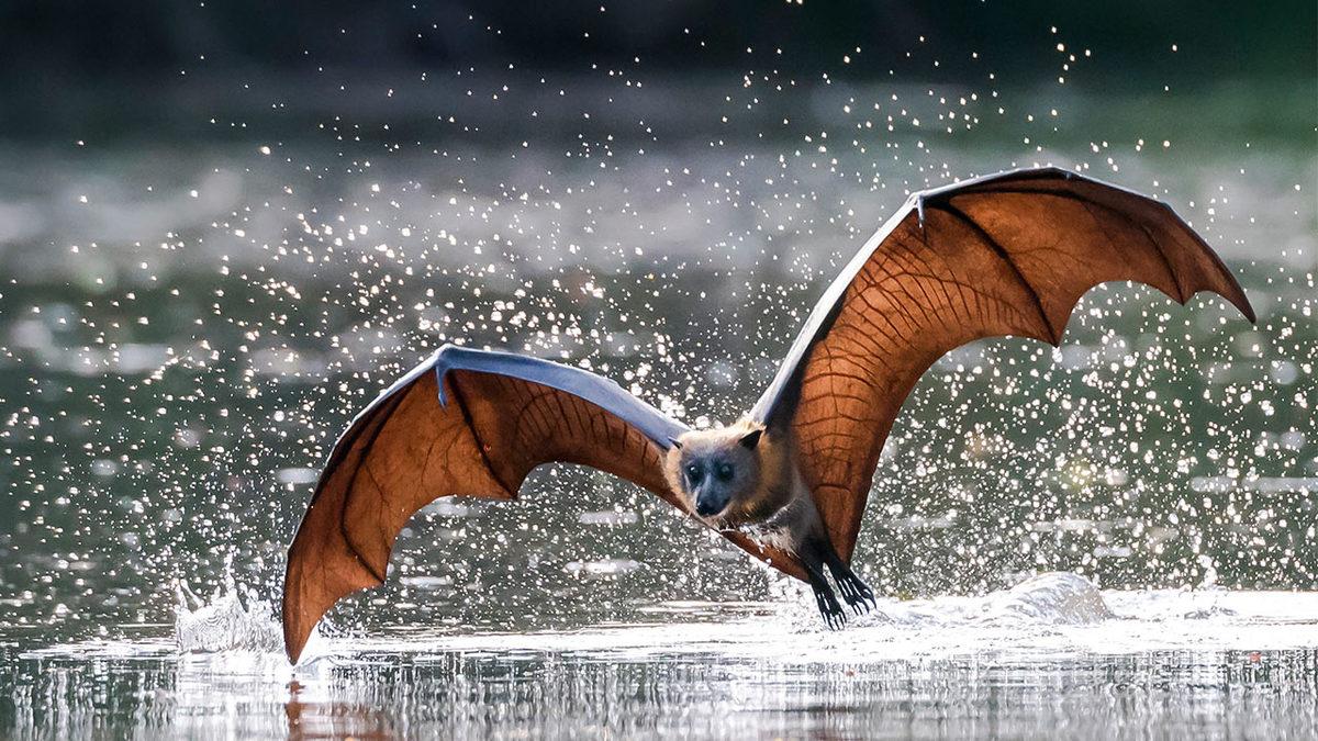 Eğer Meyve Yemek İstiyorsak Yarasalara İhtiyacımız Var: Peki Ama Niye?