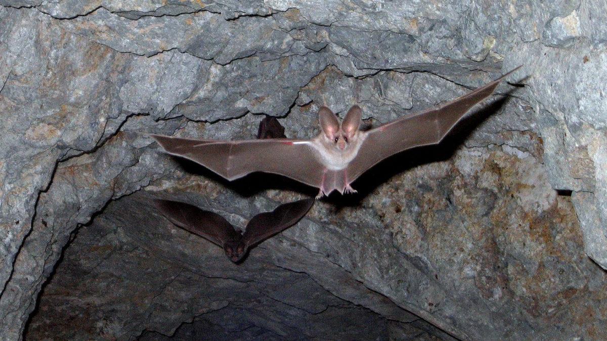 Eğer Meyve Yemek İstiyorsak Yarasalara İhtiyacımız Var: Peki Ama Niye?