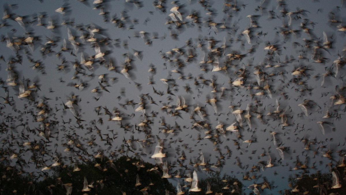 Eğer Meyve Yemek İstiyorsak Yarasalara İhtiyacımız Var: Peki Ama Niye?
