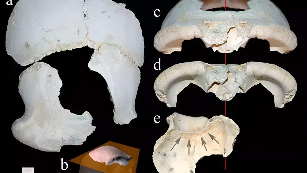 Anadolu’da Yaşadığı Bilinen En Eski İnsanla Tanışın: 1,2 Milyon Yaşındaki Denizli Adamı!