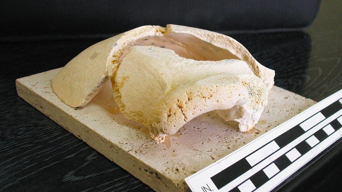 Anadolu’da Yaşadığı Bilinen En Eski İnsanla Tanışın: 1,2 Milyon Yaşındaki Denizli Adamı!