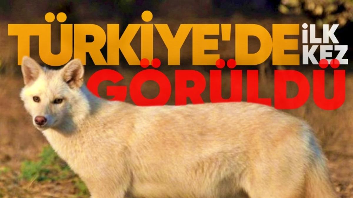 Türkiye’de İlk Kez Albino Çakal Görüntülendi [Video]