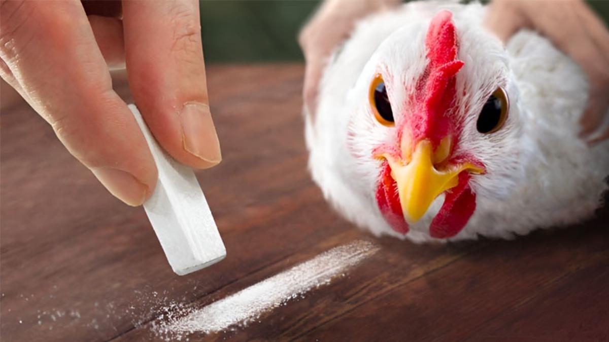 Tavuklar, Önlerine Dümdüz Bir Çizgi Çekildiğinde Neden Kolayca Hipnotize Oluyor?