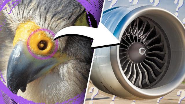 Şahinlerin Burnundaki Bu Ufacık Boşluk, Nasıl Oldu da Uçak Motorlarının Tasarımına İlham Kaynağı Oldu?