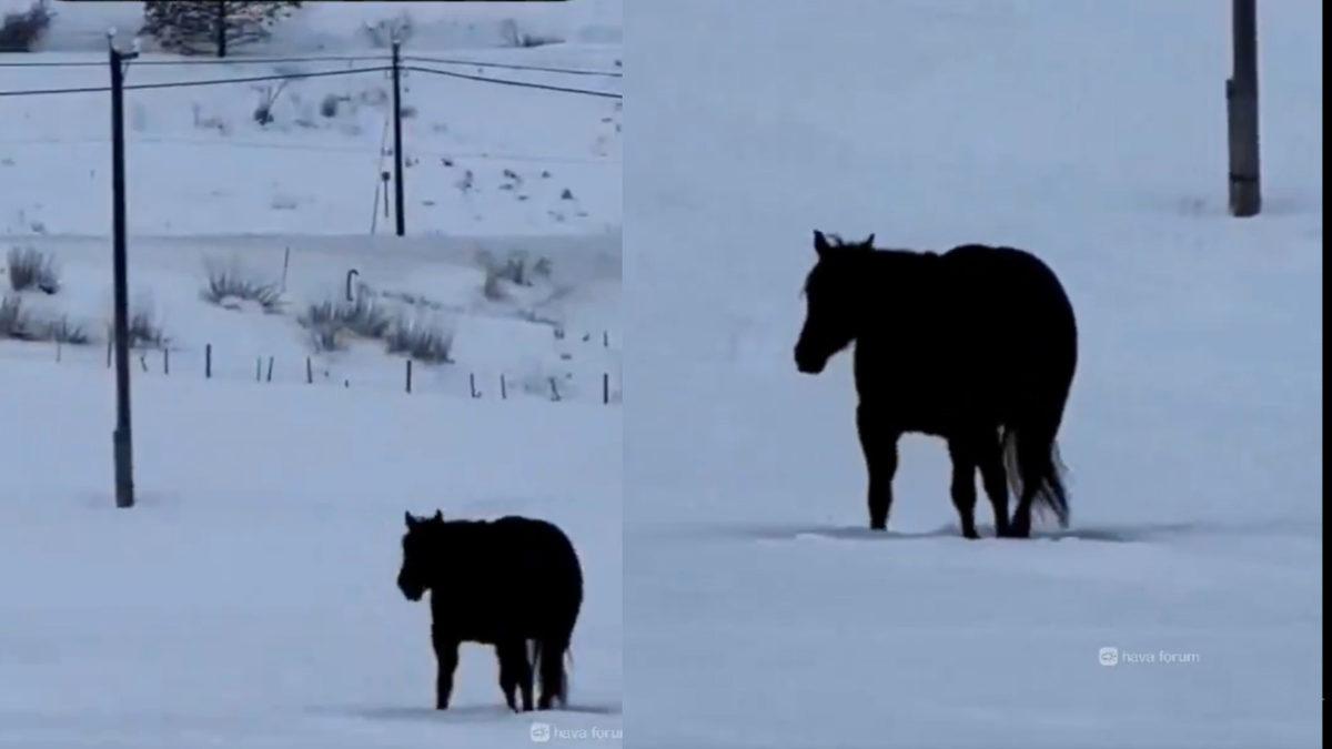 Bu At Gidiyor mu, Geliyor mu? Sosyal Medyanın Beynini Yakan Soruyu 