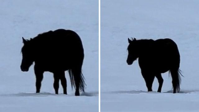 Bu At Gidiyor mu, Geliyor mu? Sosyal Medyanın Beynini Yakan Soruyu "Kanıtıyla" Cevapladık!