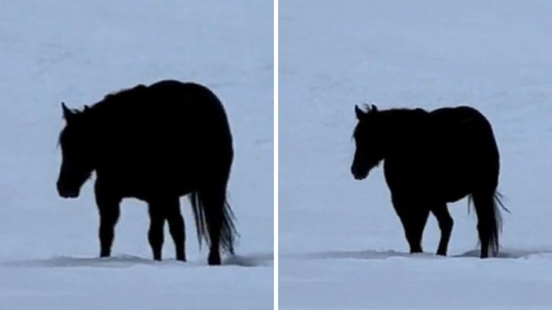 Bu At Gidiyor mu, Geliyor mu? Sosyal Medyanın Beynini Yakan Soruyu "Kanıtıyla" Cevapladık!