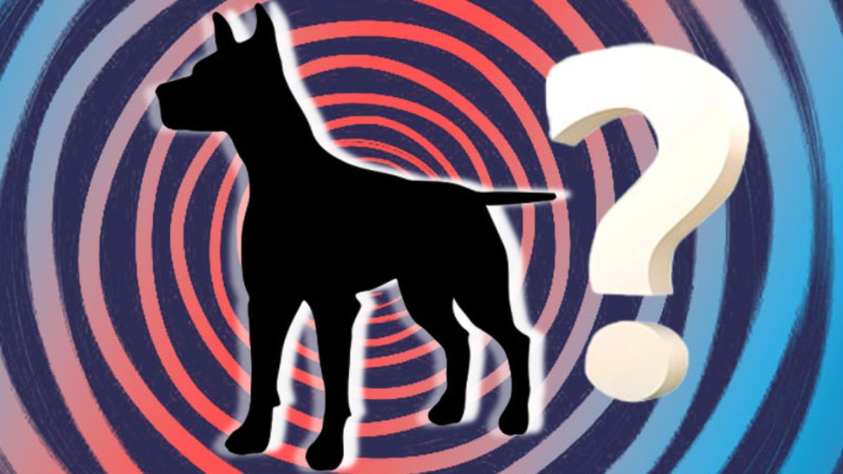 İnsanlar Yok Olduktan Yıllar Sonra Ortaya Çıkacak Tek Tip Köpek Irkı Neye Benzerdi?