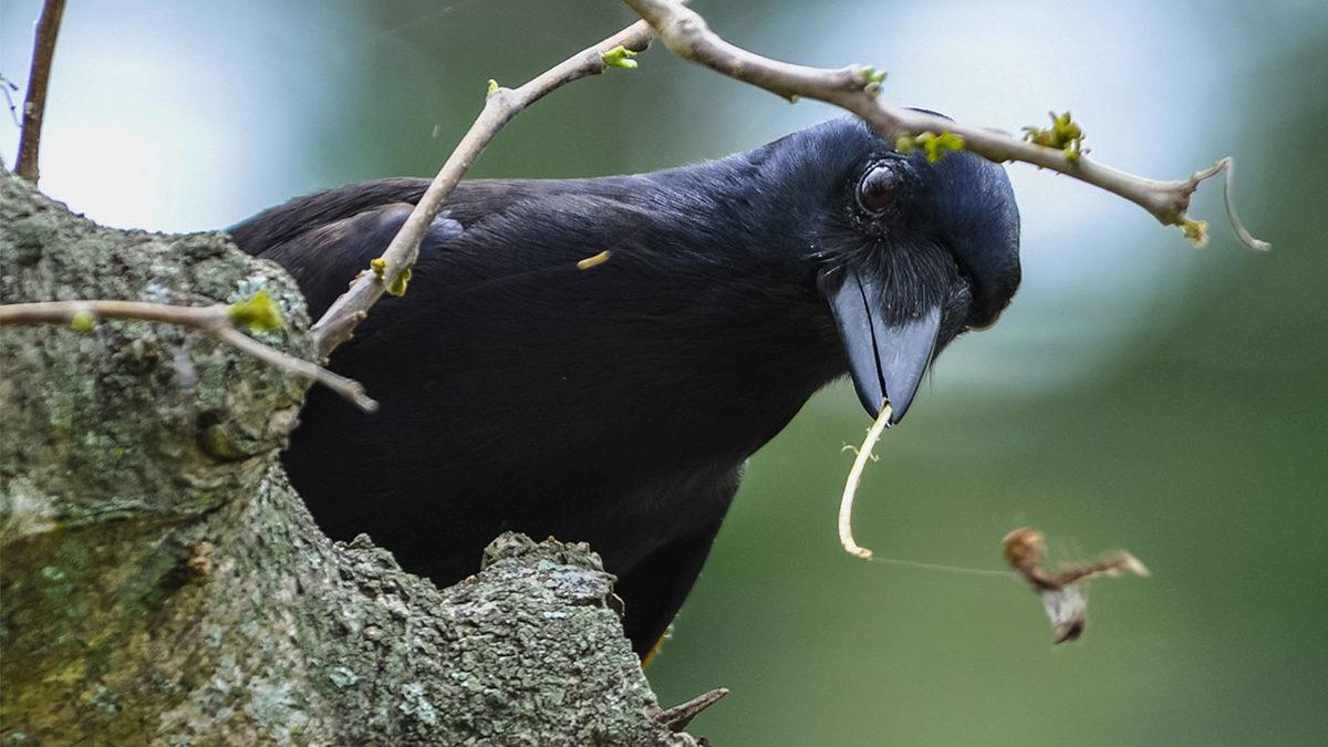 Küçücük Beyinlerine Rağmen Kargalar Nasıl Oluyor da 7 Yaşındaki Bir İnsan Kadar Zeki Olabiliyor?