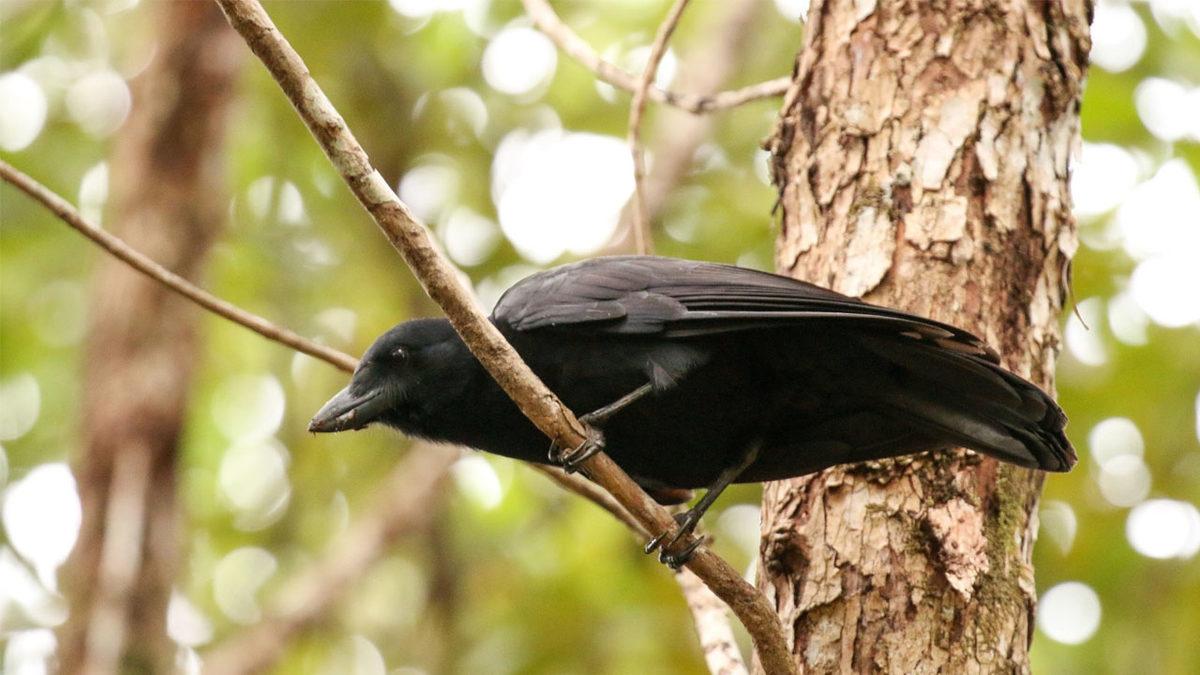 Küçücük Beyinlerine Rağmen Kargalar Nasıl Oluyor da 7 Yaşındaki Bir İnsan Kadar Zeki Olabiliyor?