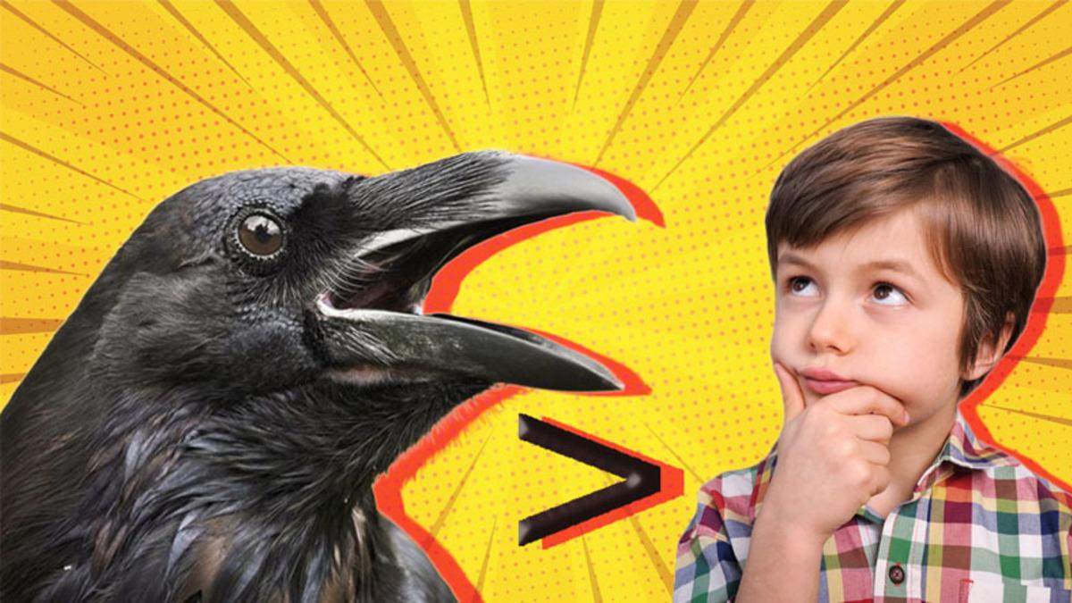 Küçücük Beyinlerine Rağmen Kargalar Nasıl Oluyor da 7 Yaşındaki Bir İnsan Kadar Zeki Olabiliyor?