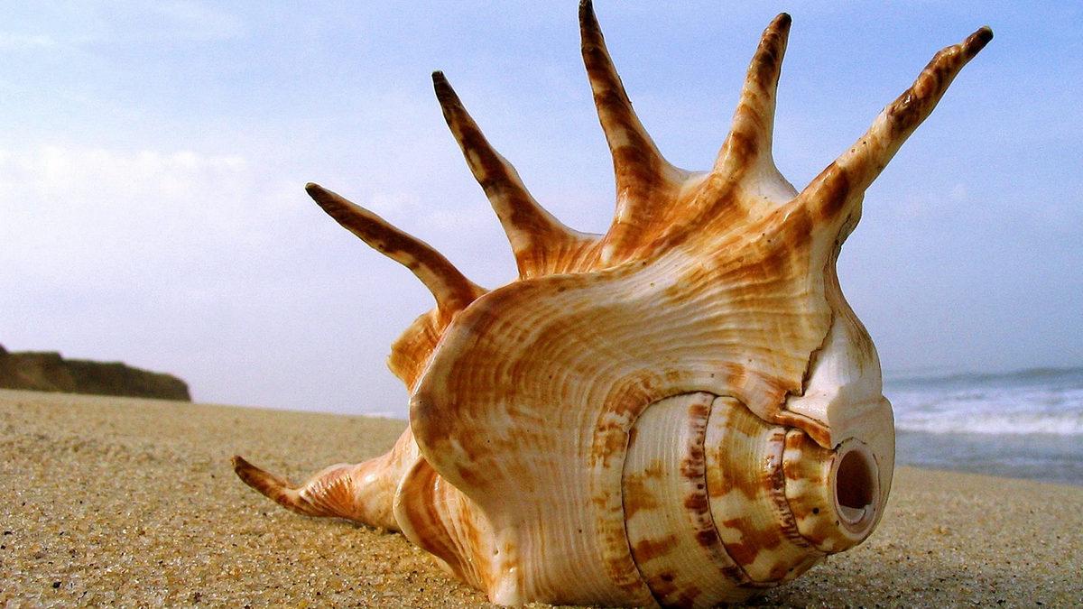 Artık Toplarken İki Kere Düşüneceksiniz: Deniz Kabukları Nasıl Oluşur?