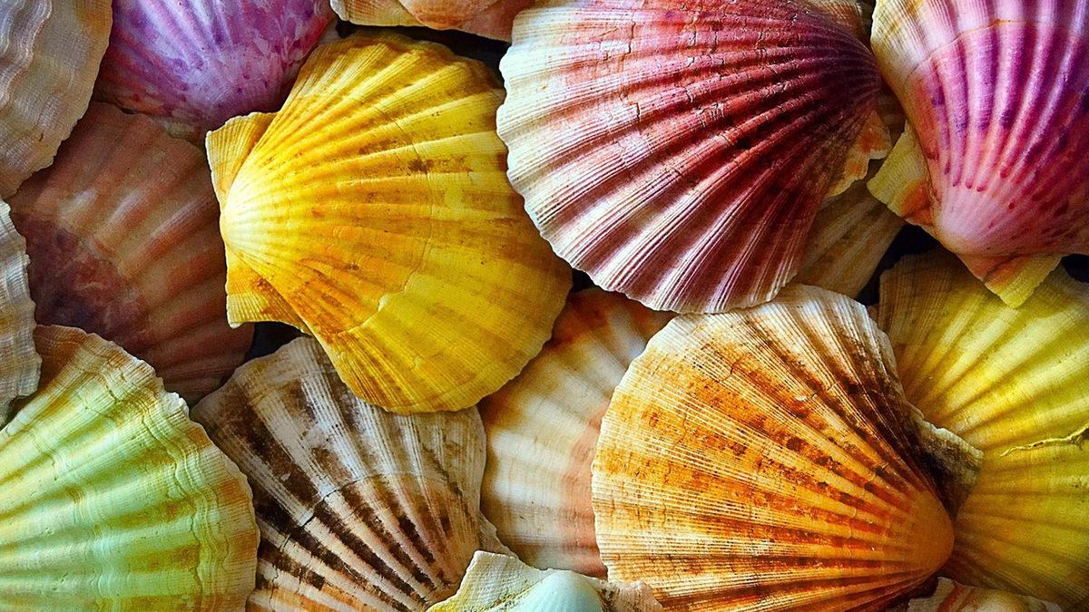 Artık Toplarken İki Kere Düşüneceksiniz: Deniz Kabukları Nasıl Oluşur?