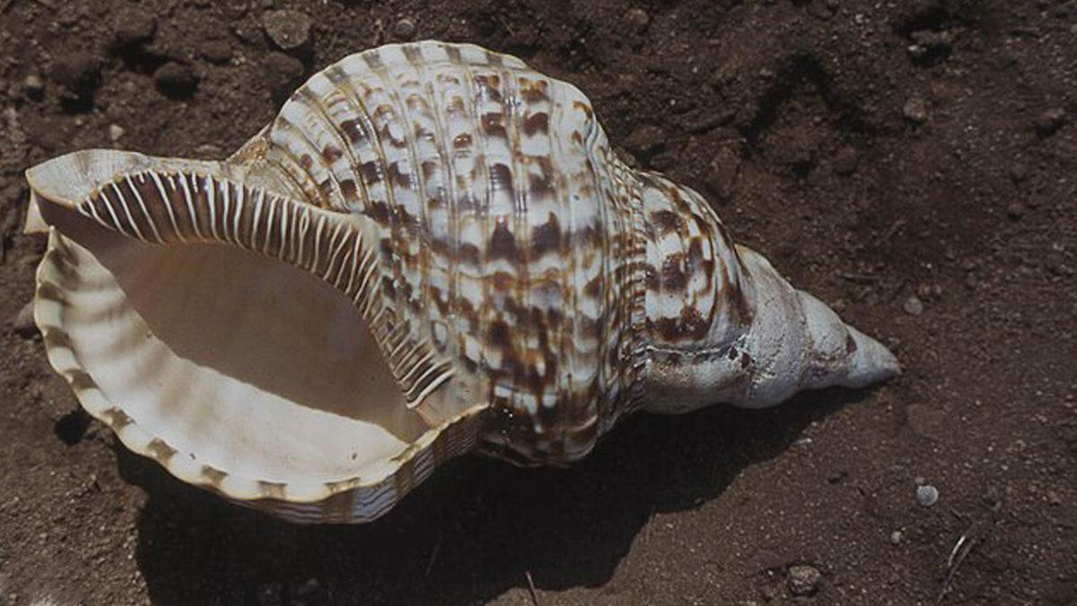 Artık Toplarken İki Kere Düşüneceksiniz: Deniz Kabukları Nasıl Oluşur?