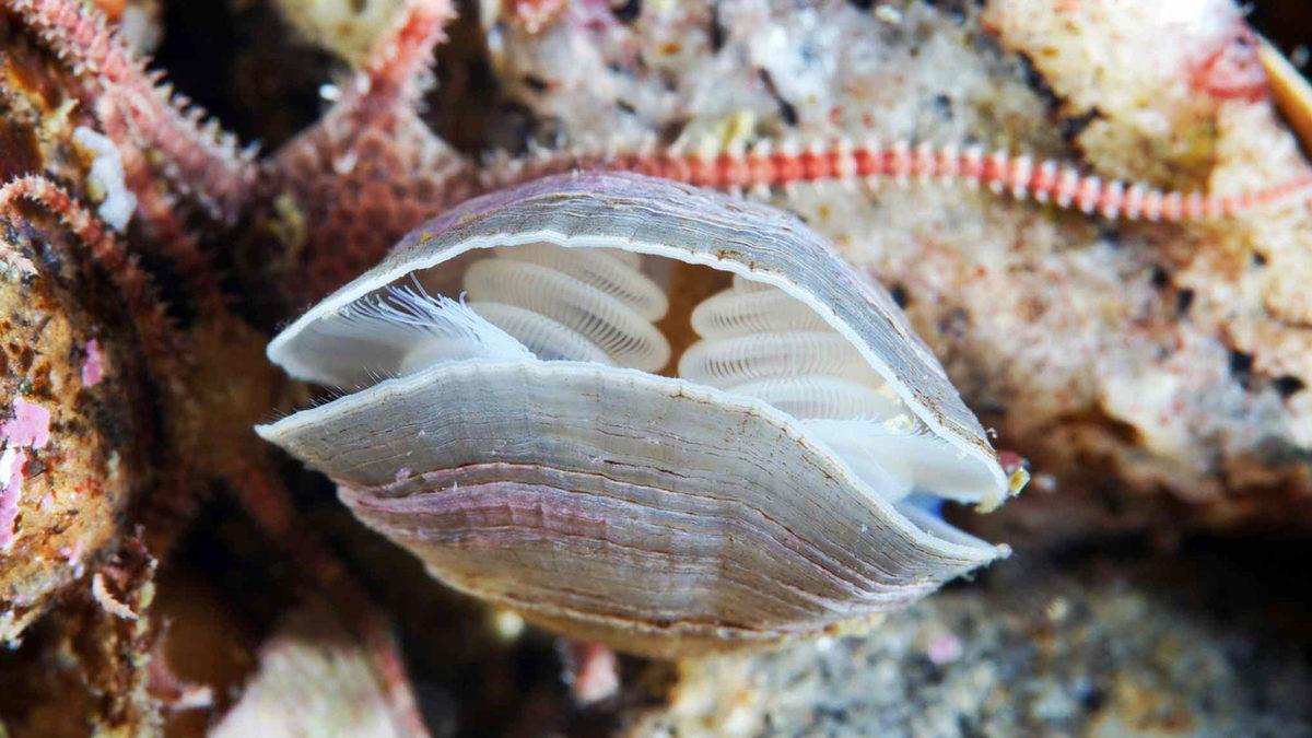 Artık Toplarken İki Kere Düşüneceksiniz: Deniz Kabukları Nasıl Oluşur?