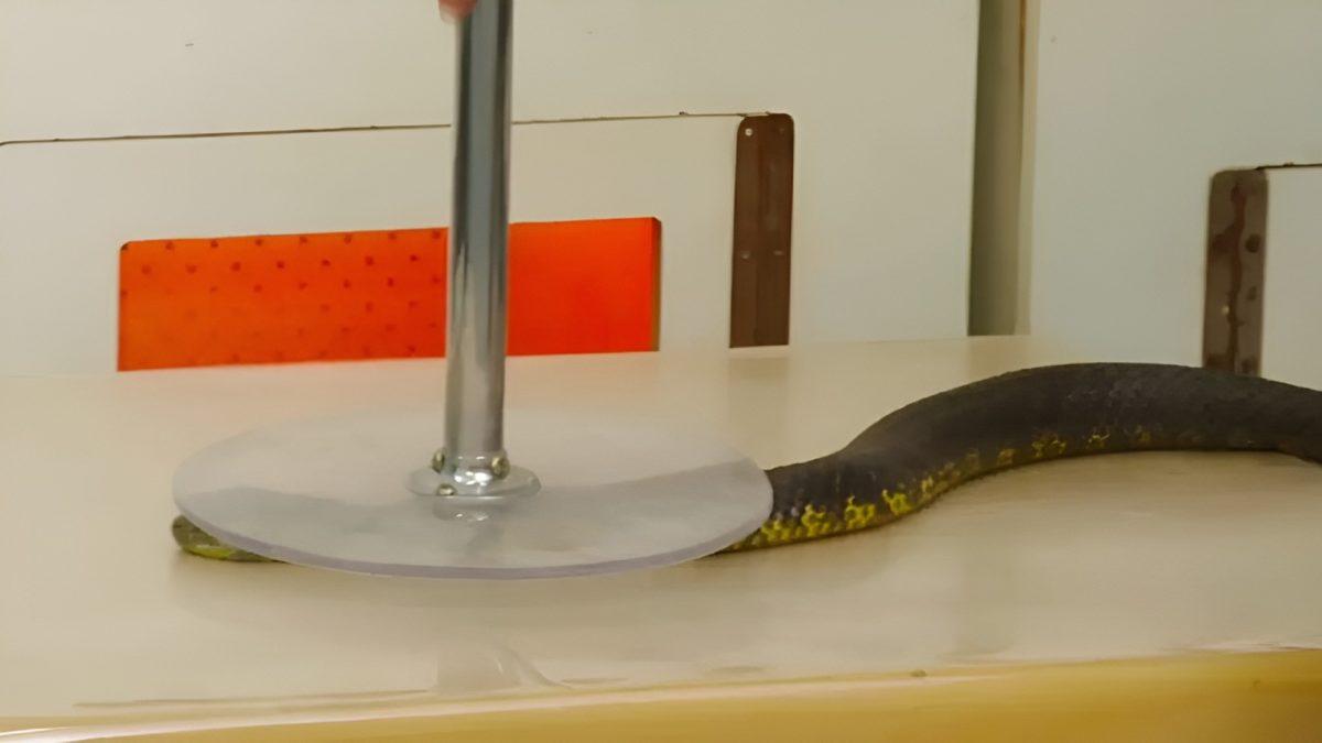 Atlar Nasıl Oluyor da Zehirli Bir Yılan Tarafından Isırılan İnsanları Hayata Döndürebiliyor?