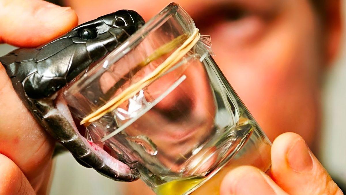 Atlar Nasıl Oluyor da Zehirli Bir Yılan Tarafından Isırılan İnsanları Hayata Döndürebiliyor?