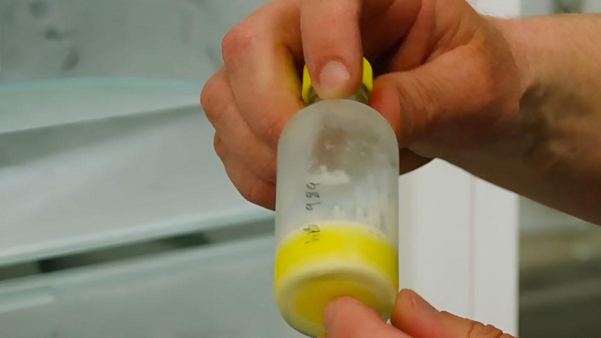 Atlar Nasıl Oluyor da Zehirli Bir Yılan Tarafından Isırılan İnsanları Hayata Döndürebiliyor?