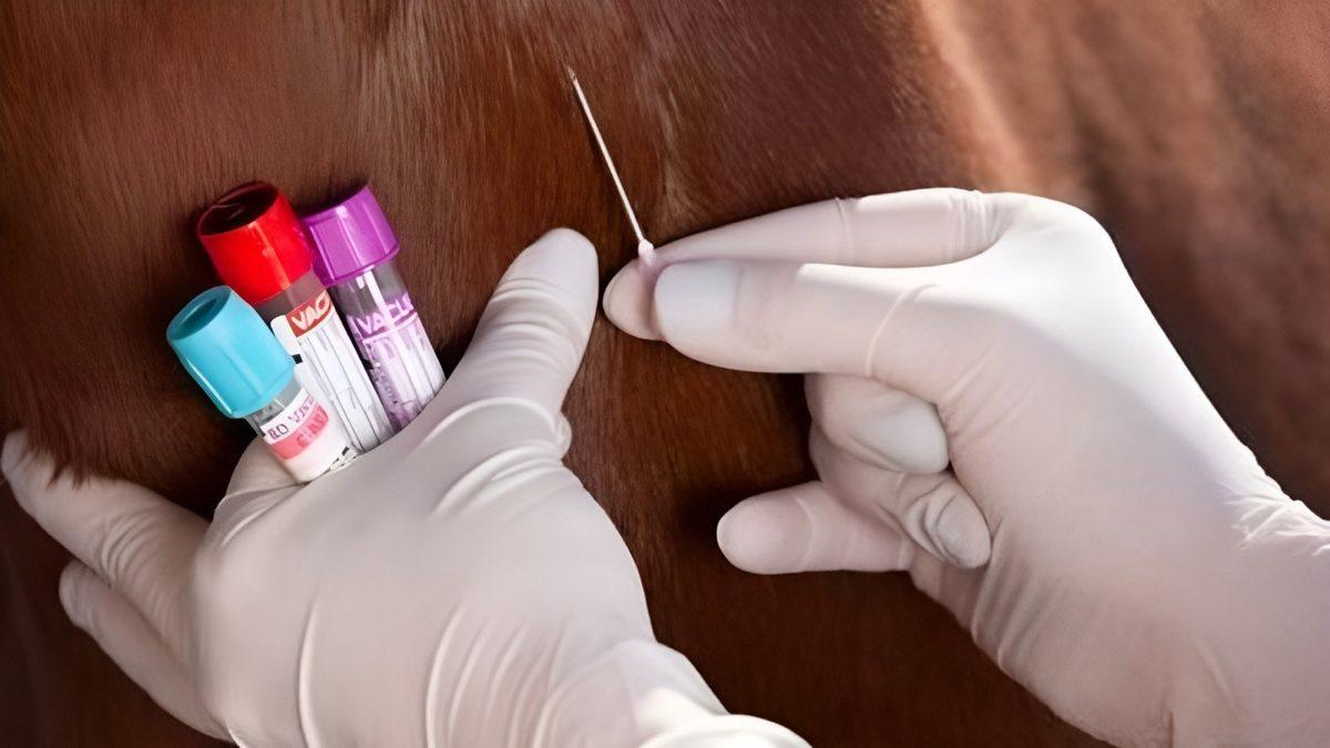 Atlar Nasıl Oluyor da Zehirli Bir Yılan Tarafından Isırılan İnsanları Hayata Döndürebiliyor?