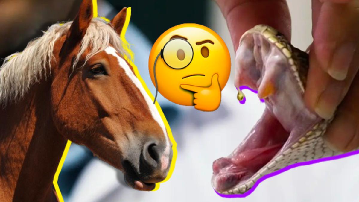 Atlar Nasıl Oluyor da Zehirli Bir Yılan Tarafından Isırılan İnsanları Hayata Döndürebiliyor?