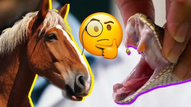 Atlar Nasıl Oluyor da Zehirli Bir Yılan Tarafından Isırılan İnsanları Hayata Döndürebiliyor?