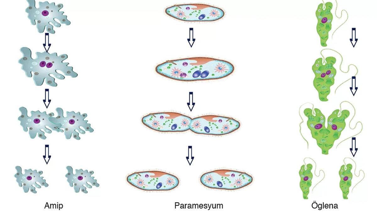 Biyoloji Derslerinden Hatırladığımız ’Eşeysiz Üremeyi’ En Basit Hâliyle Anlattık: İşte Çeşitleri ve Özellikleri