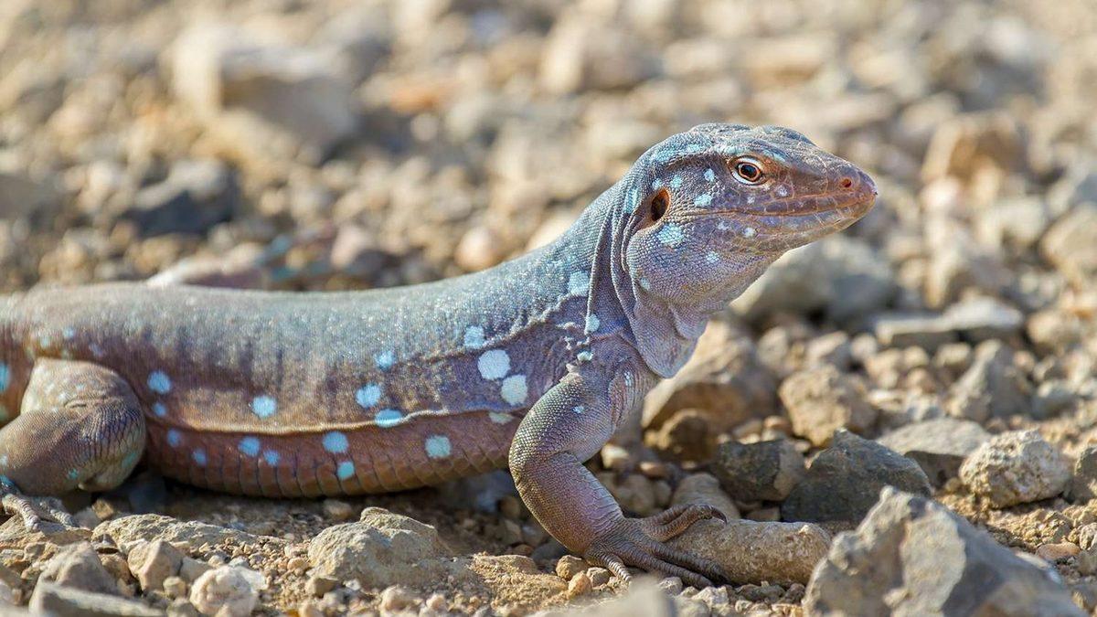 Biyoloji Derslerinden Hatırladığımız ’Eşeysiz Üremeyi’ En Basit Hâliyle Anlattık: İşte Çeşitleri ve Özellikleri