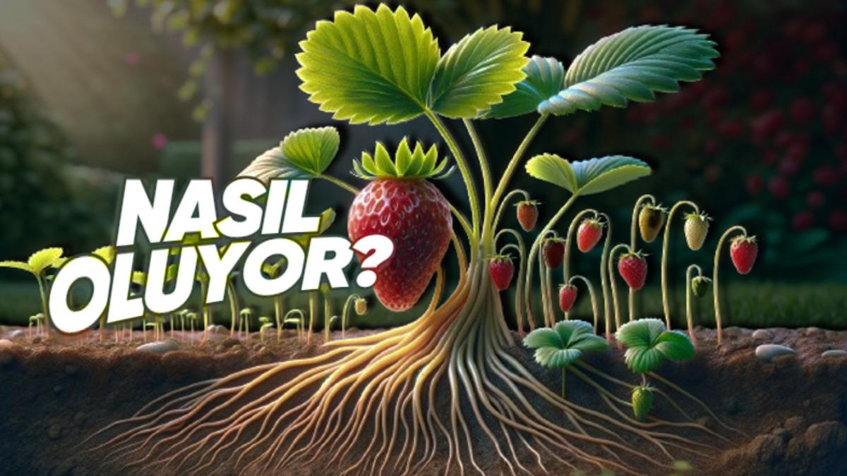 Biyoloji Derslerinden Hatırladığımız ’Eşeysiz Üremeyi’ En Basit Hâliyle Anlattık: İşte Çeşitleri ve Özellikleri