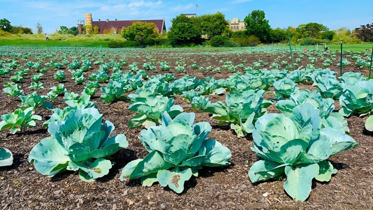 Hayvan Dışkısı Yerine İnsan Dışkısını Gübre Olarak Kullansak Yemeklerimize Olumlu Bir Katkısı Olur mu?