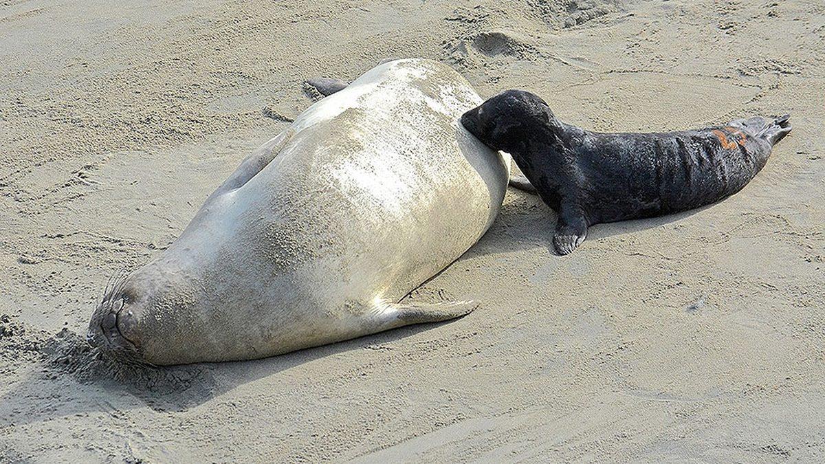 ‘’Fok Balıkları Çok Yalnız’’ İfadesinin Arkasındaki Gerçek Ne? Bu İlginç Canlıların Özelliklerini Derledik
